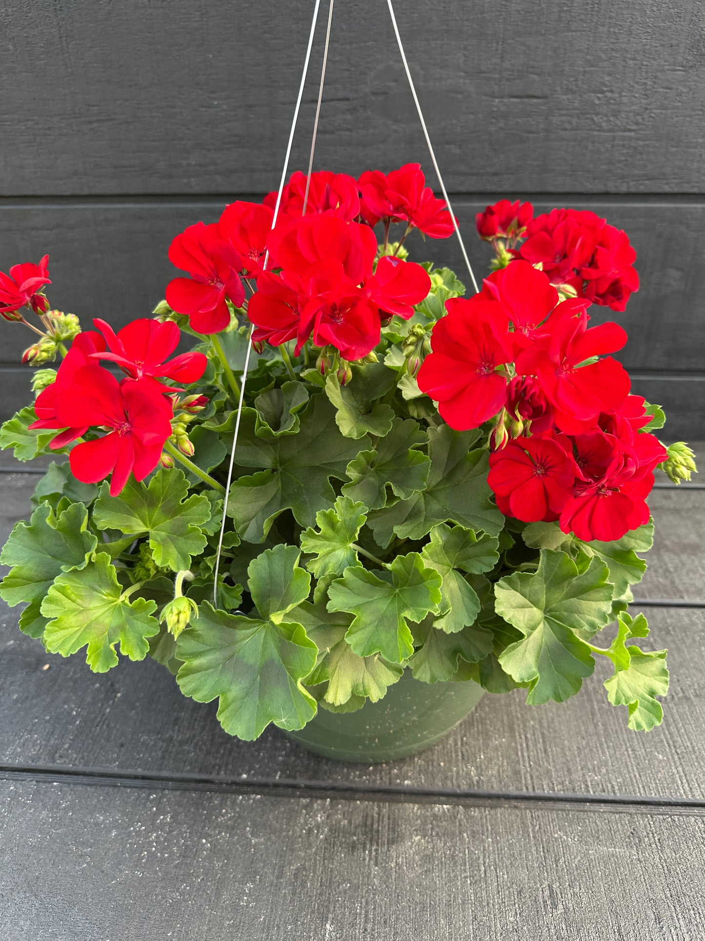 GERANIUM CALLIOPE MEDIUM DARK RED - 10'' HANGING BASKET