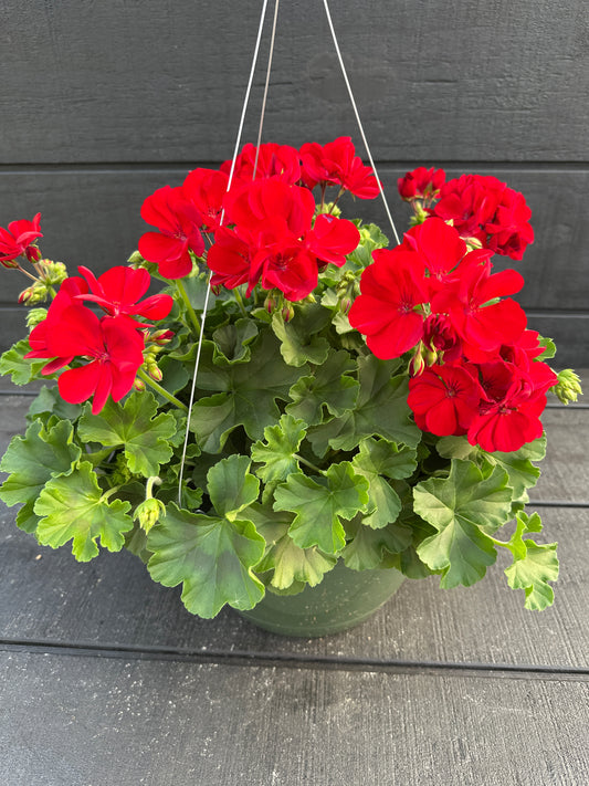 GERANIUM CALLIOPE MEDIUM DARK RED - 10" HANGING BASKET