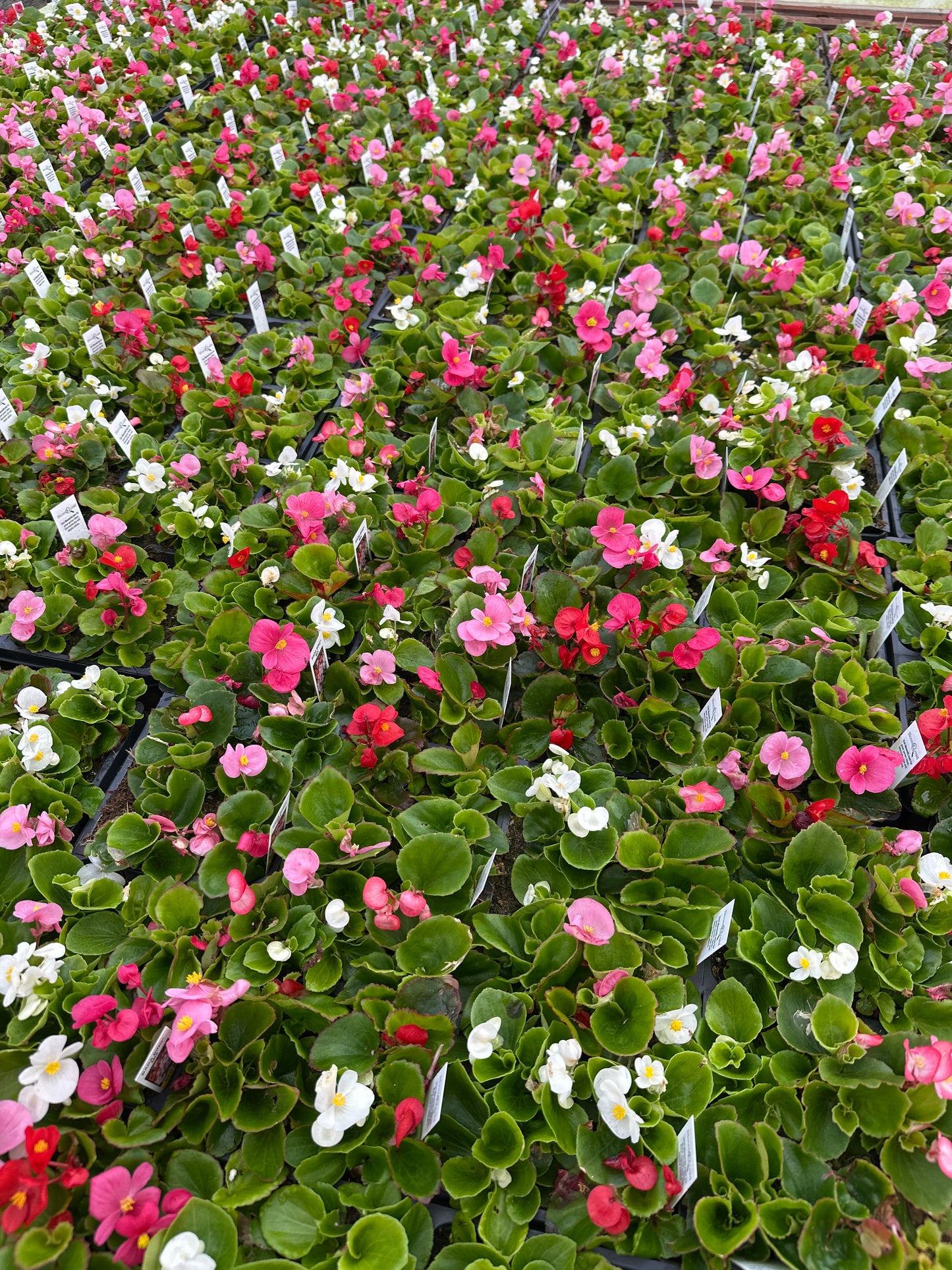 BEGONIA BADA BING MIX - JUMBO 6 PACK