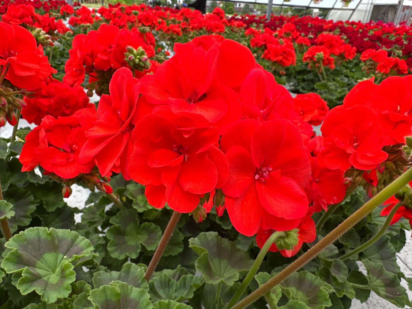 GERANIUM DYNAMO ORANGE - 6" POT