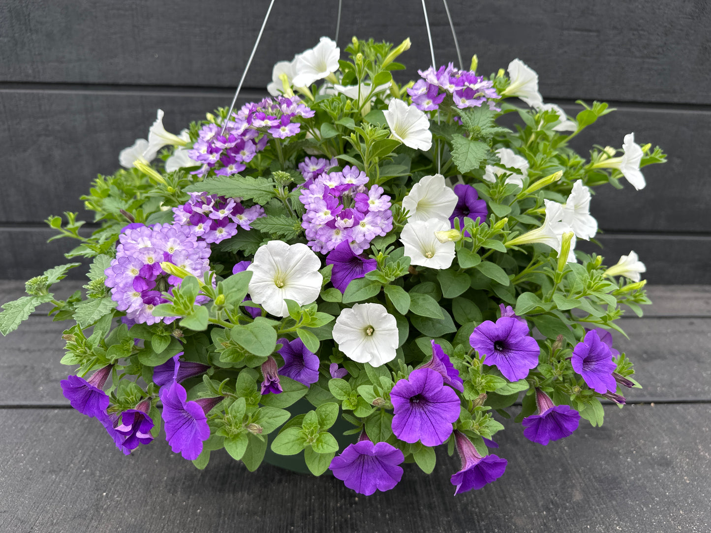 COMBO MY CRUSH - 12" HANGING BASKET