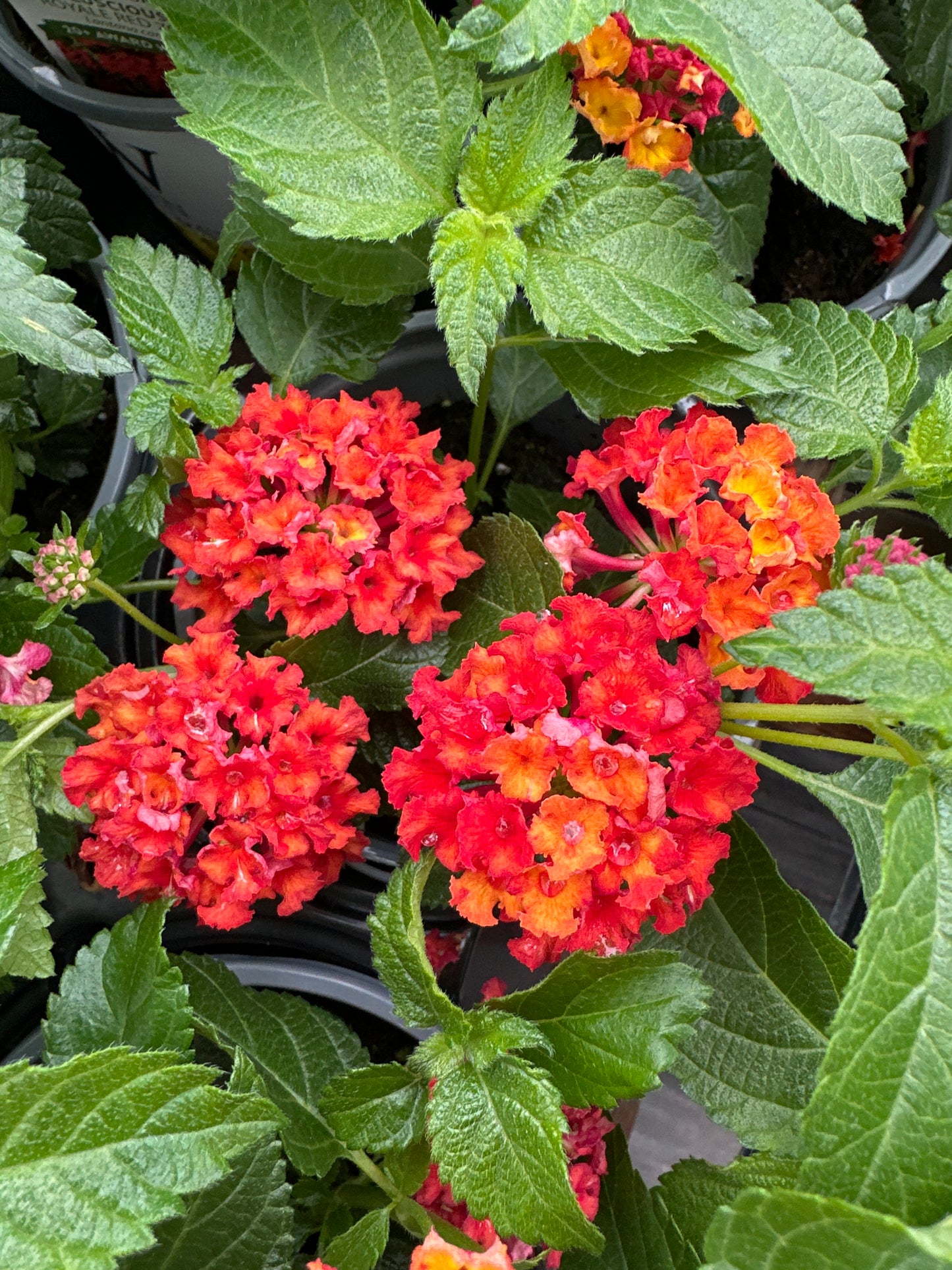 LANTANA LUSCIOUS ROYALE RED ZONE - QUART POT