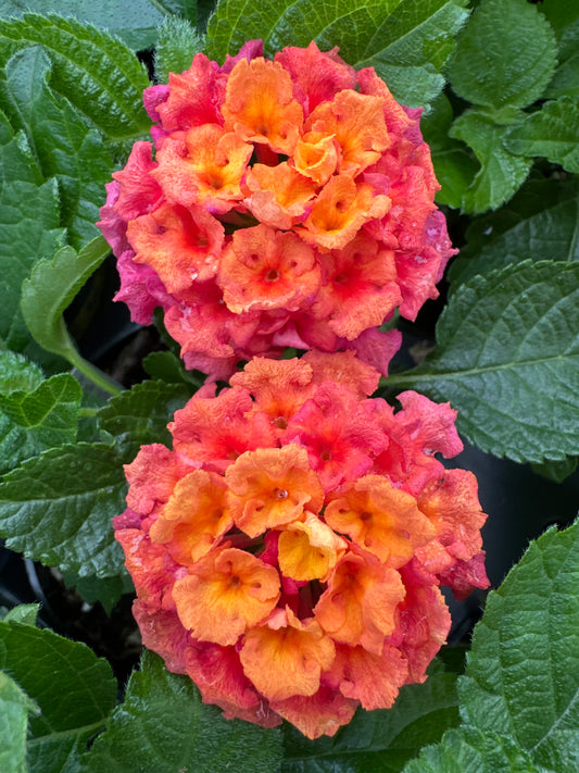LANTANA BANDELERO CHERRY SUNRISE - 4" POT