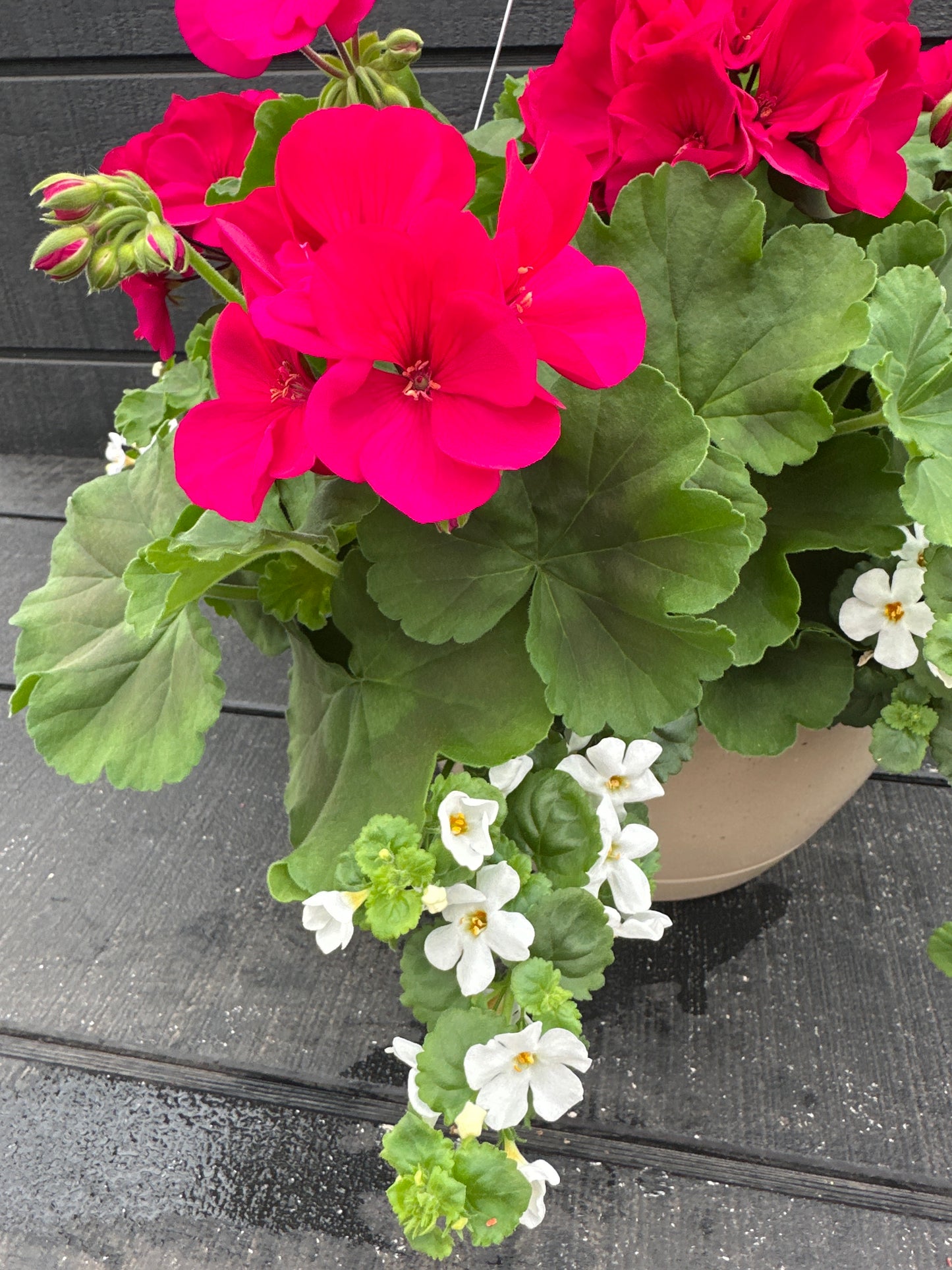 BASKET #3 - 10'' HANGING BASKET