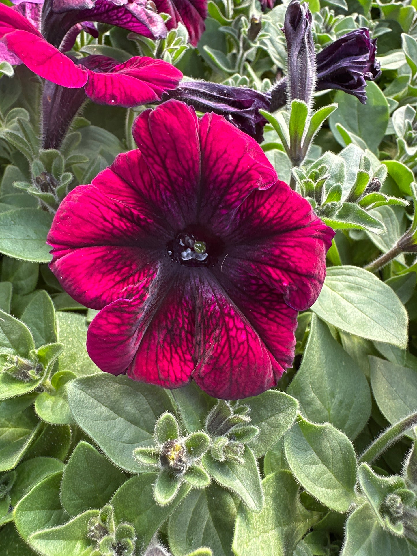 PETUNIA MADNESS BURGUNDY - FLAT OF 48 PLANTS