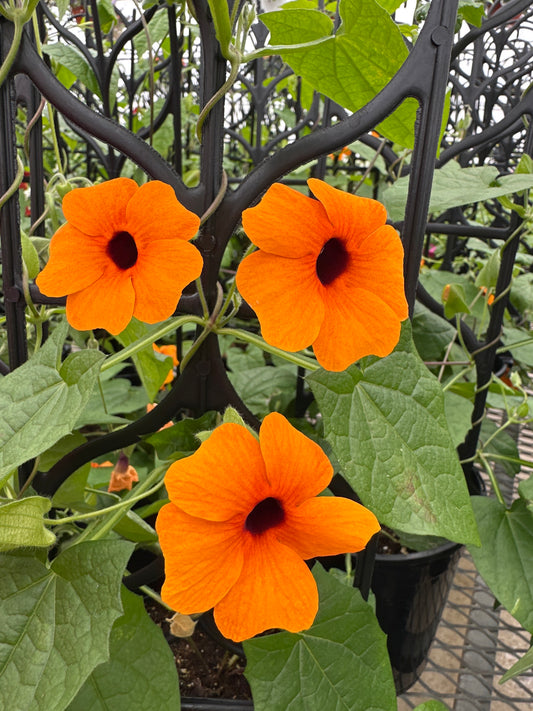 THUNBERGIA SUNNY SUSY ORANGE - 1 GALLON WITH TRELLIS