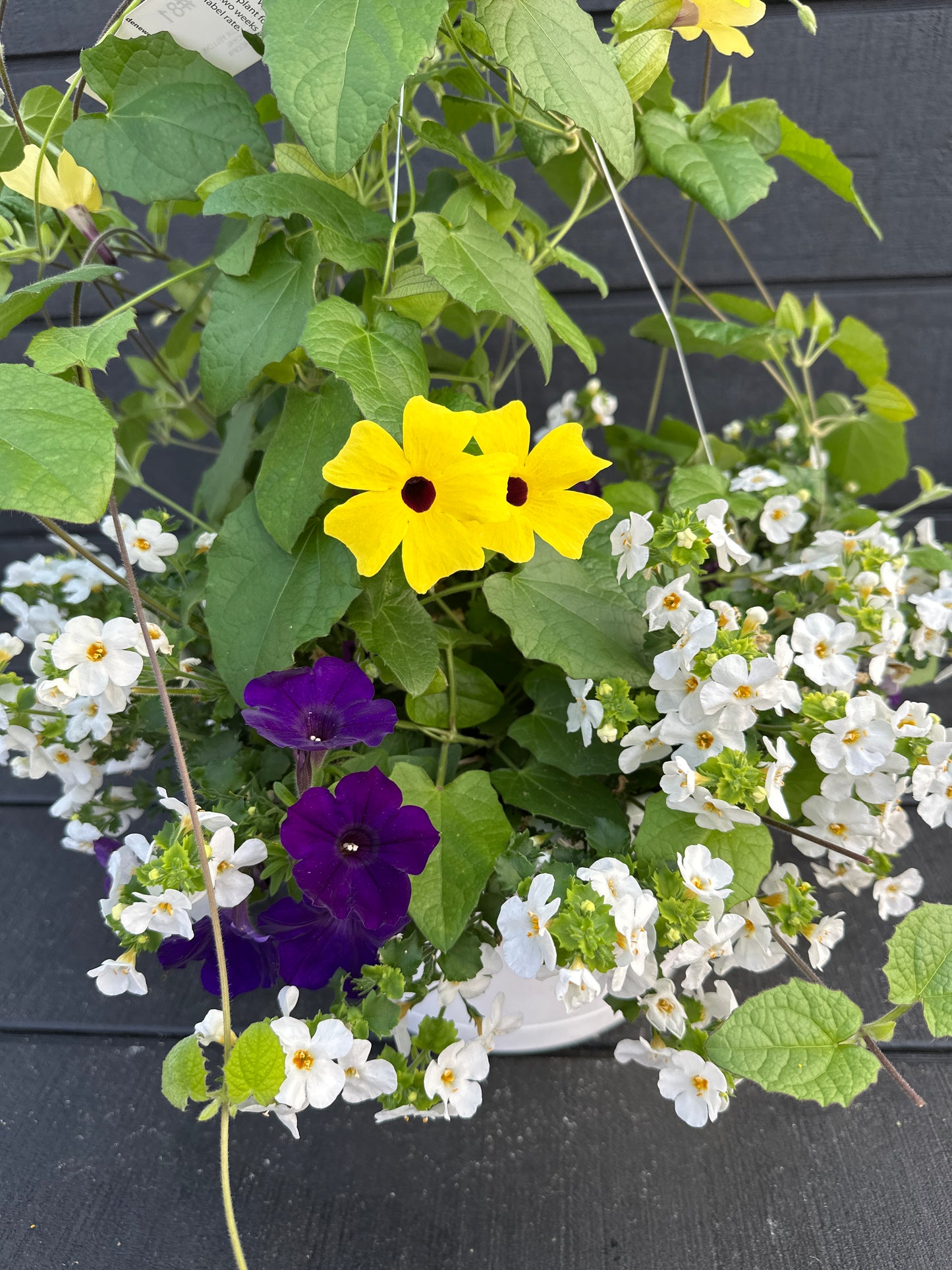 BASKET #81 - 12'' HANGING BASKET