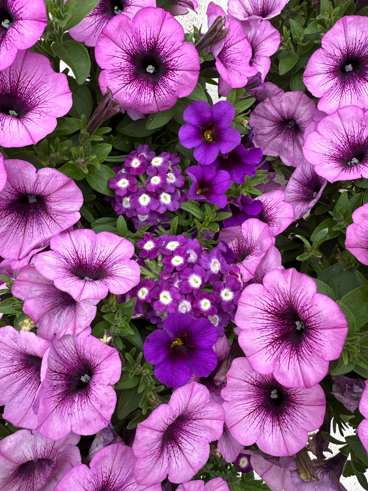 COMBO PURPLE CLEOPATRA - 6" POT