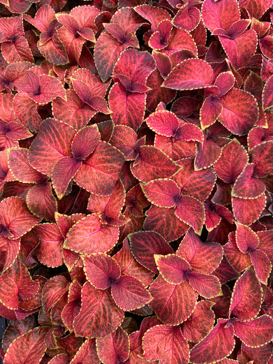 COLEUS WIZARD SUN VELVET RED - FLAT OF 48 PLANTS
