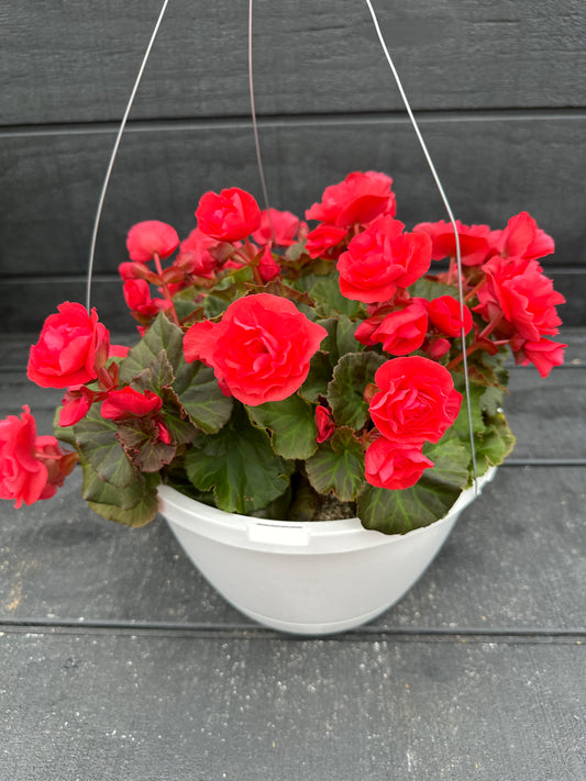 BEGONIA SOLENIAS DARK PINK - 10" HANGING BASKET
