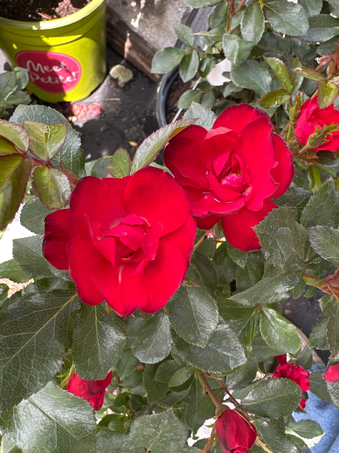 Rosa  'Meibenbino' Petite Knock Out®