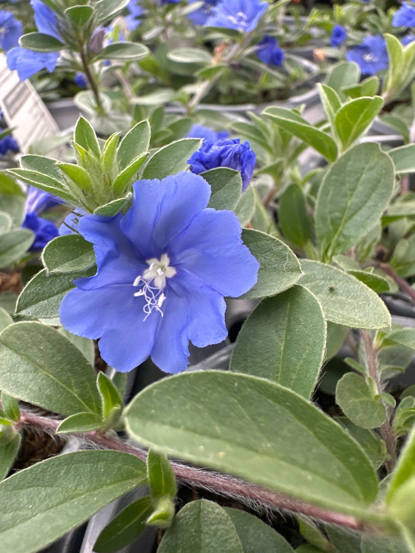 EVOLVULUS BLUE MY MIND XL - QUART POT