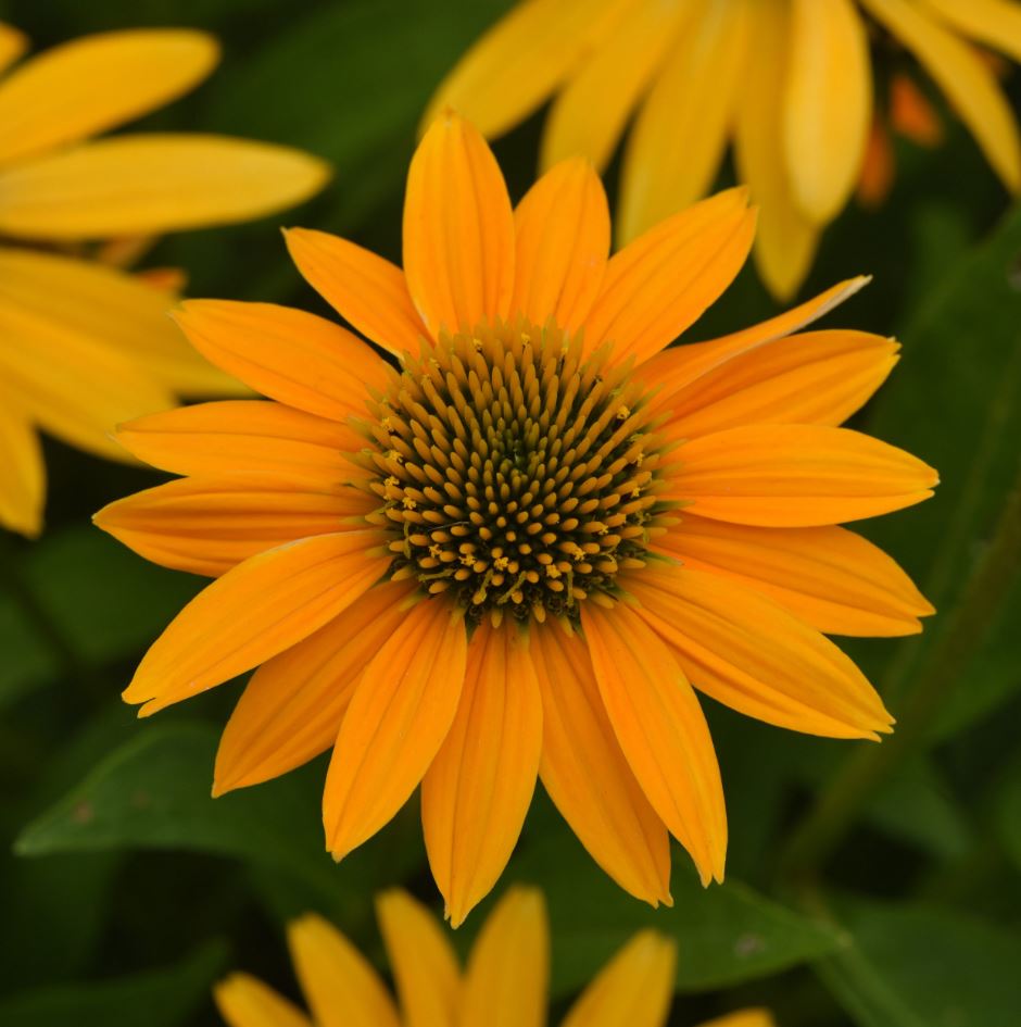 Echinacea Artisan™ 'Yellow Ombre'