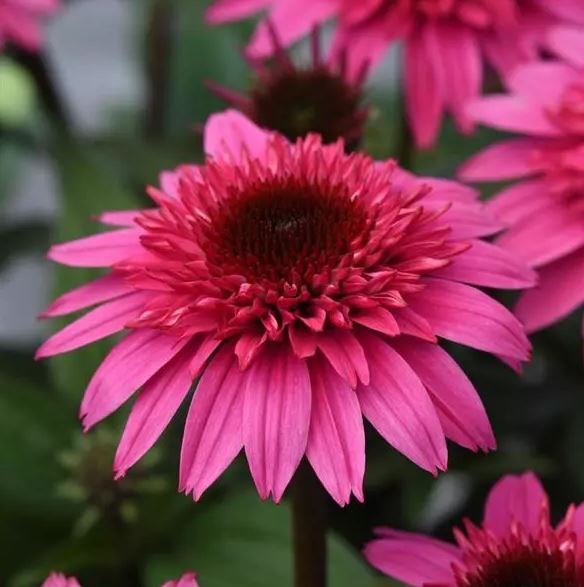 ECHINACEA DOUBLE SCOOP WATERMELON