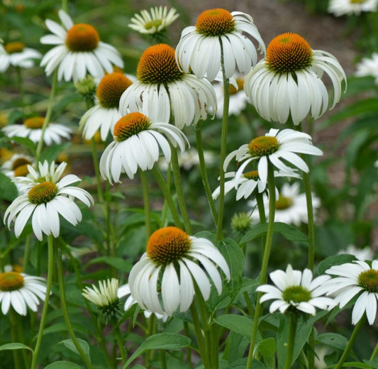 ECHINACEA PURPUREA 'HAPPY STAR'