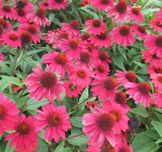 Echinacea Sombrero™ 'Baja Burgundy'