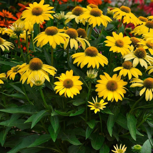 Echinacea Sombrero 'Lemon Yellow Improved'