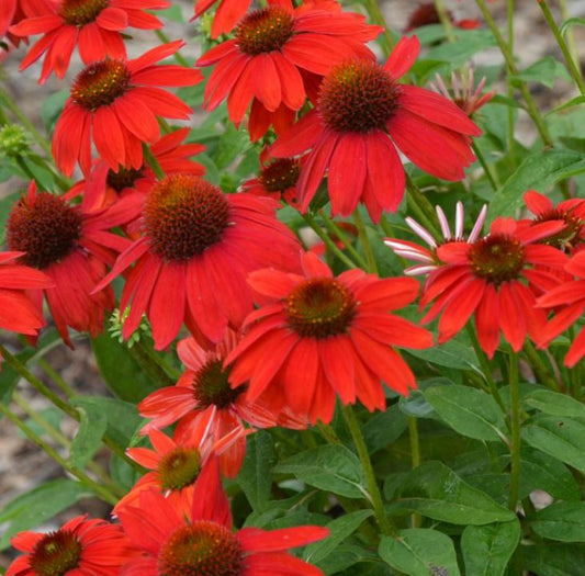 Echinacea Sombrero 'Salsa Red'