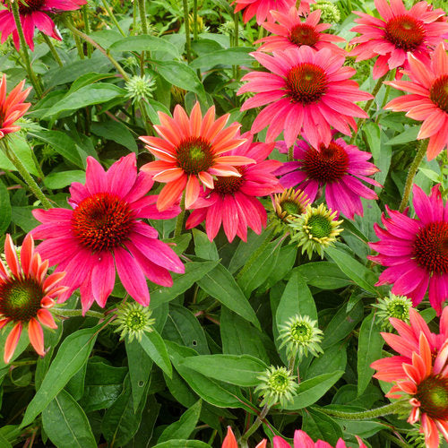 Echinacea 'Tres Amigos'