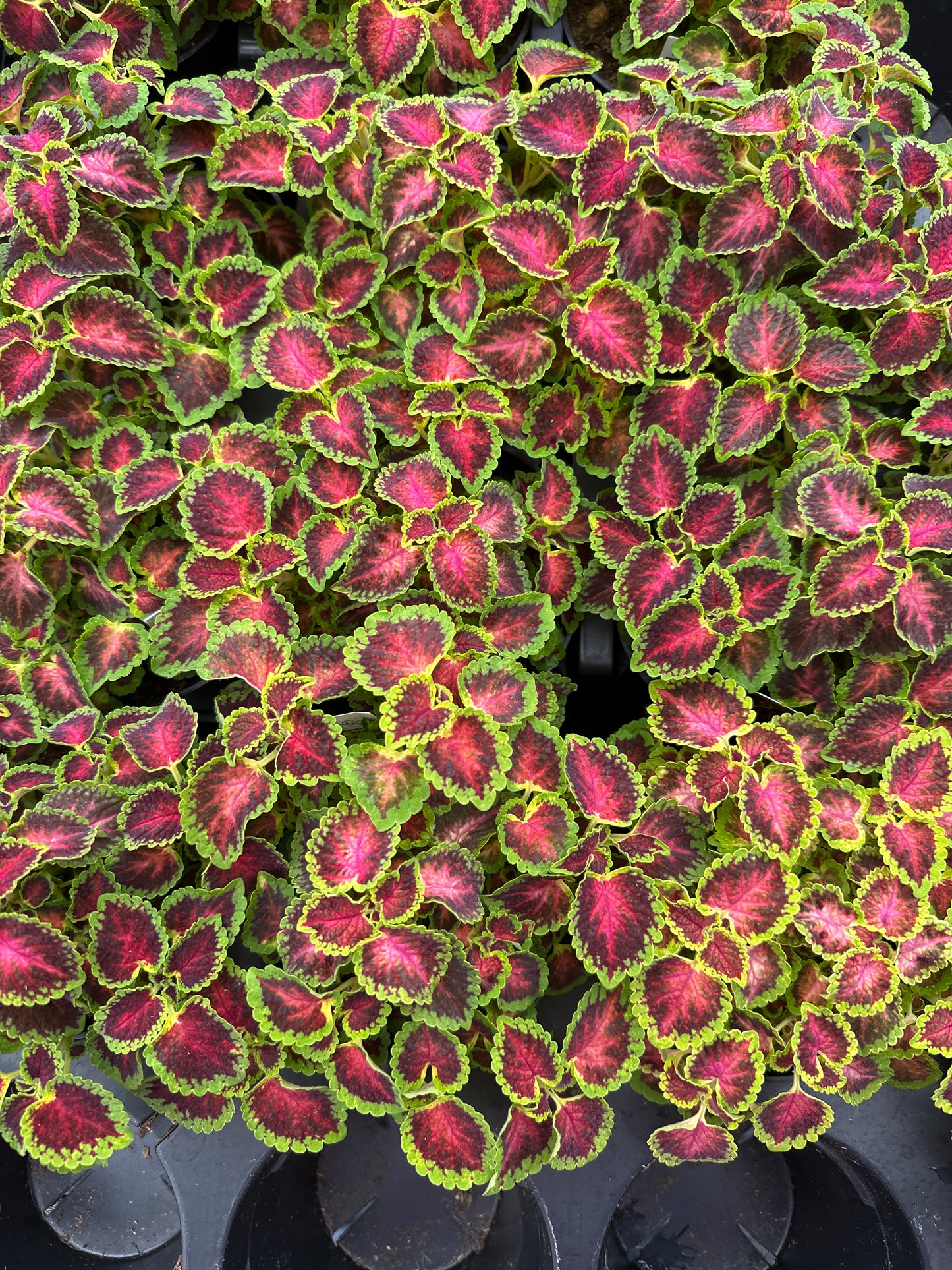 COLEUS PARTYTIME PINK BERRY - 4'' POT
