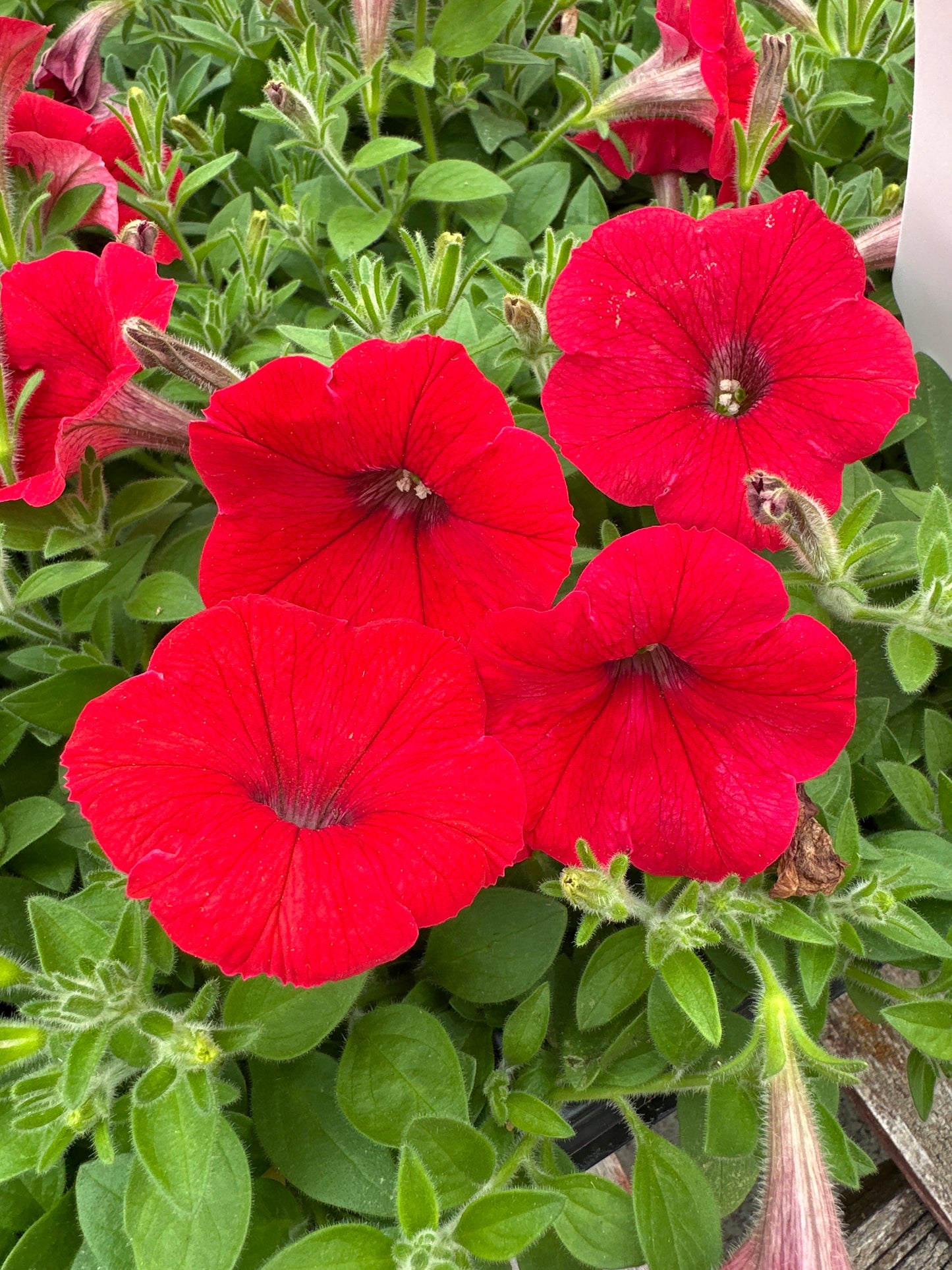 PETUNIA SHOCK WAVE RED - JUMBO 6 PACK