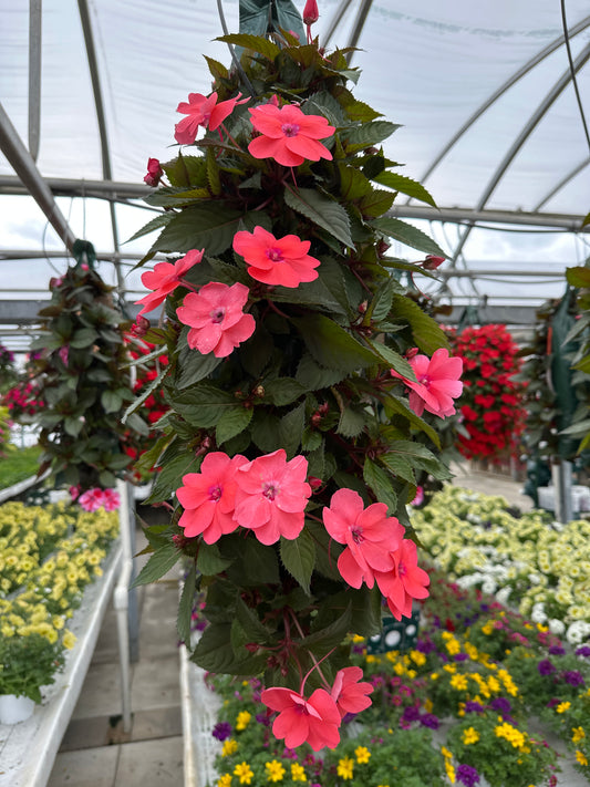 SUNPATIENS COMPACT CORAL PINK - FLOWER BAG