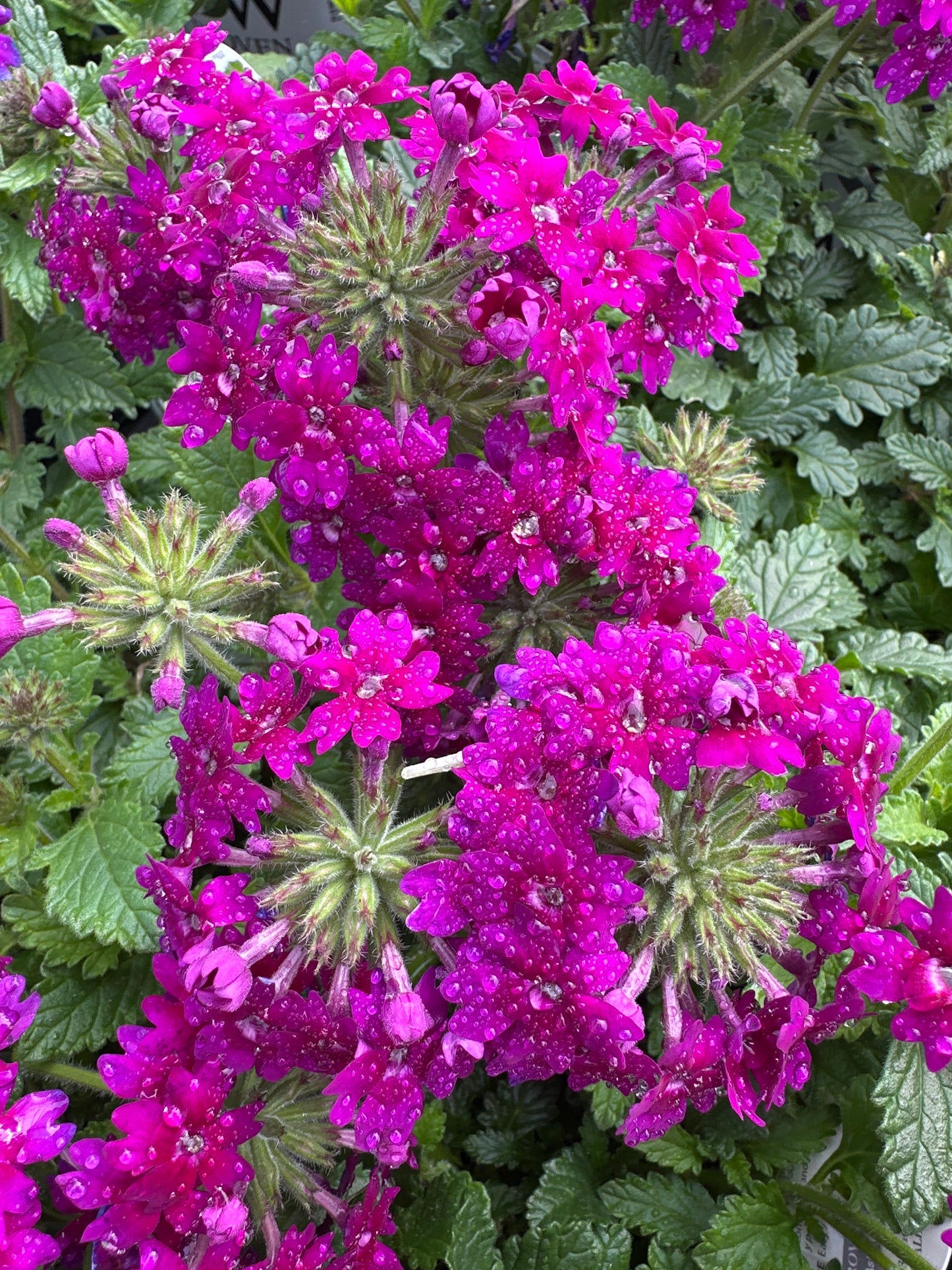 VERBENA SUPERBENA ROYALE PLUM WINE - QUART POT