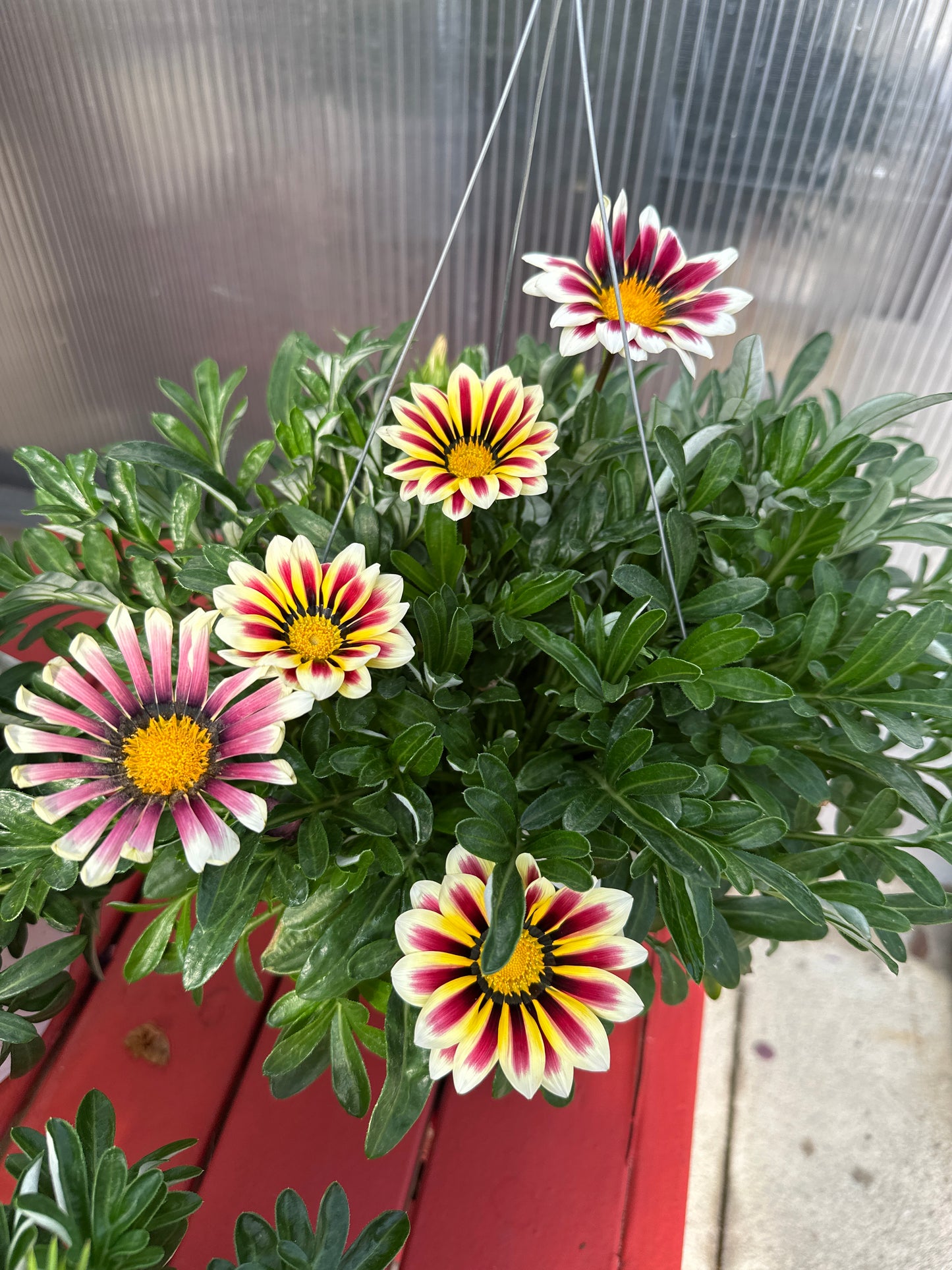 GAZANIA BIG KISS WHITE FLAME - 8" HANGING BASKET