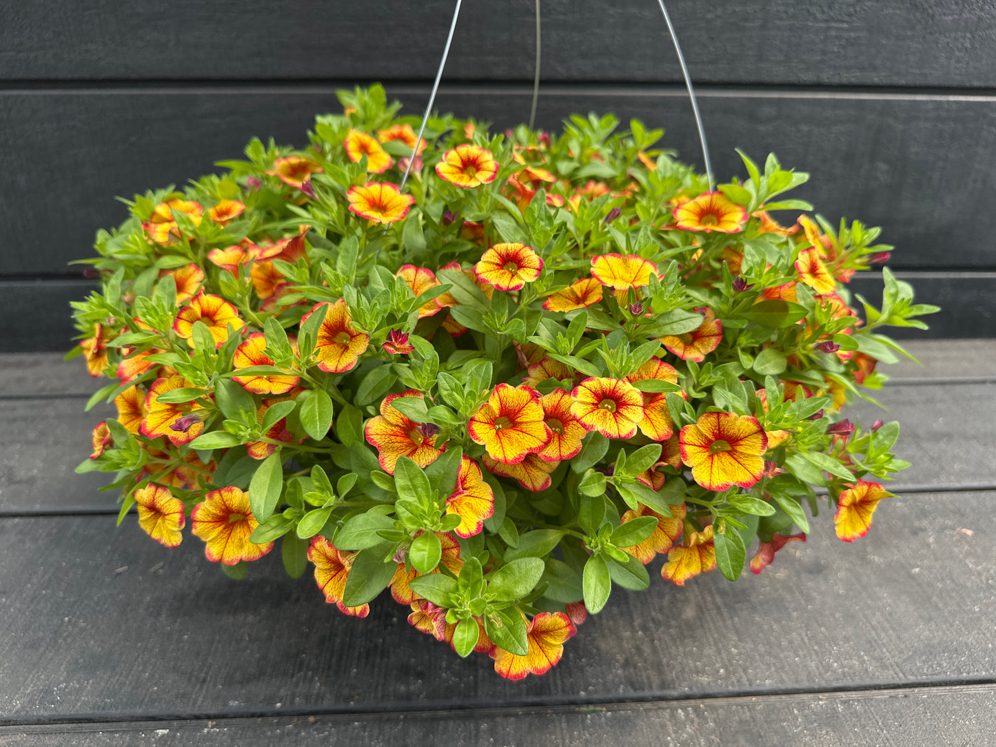 CALIBRACHOA MINIFAMOUS UNO EMBER ECLIPSE - 10'' HANGING BASKET