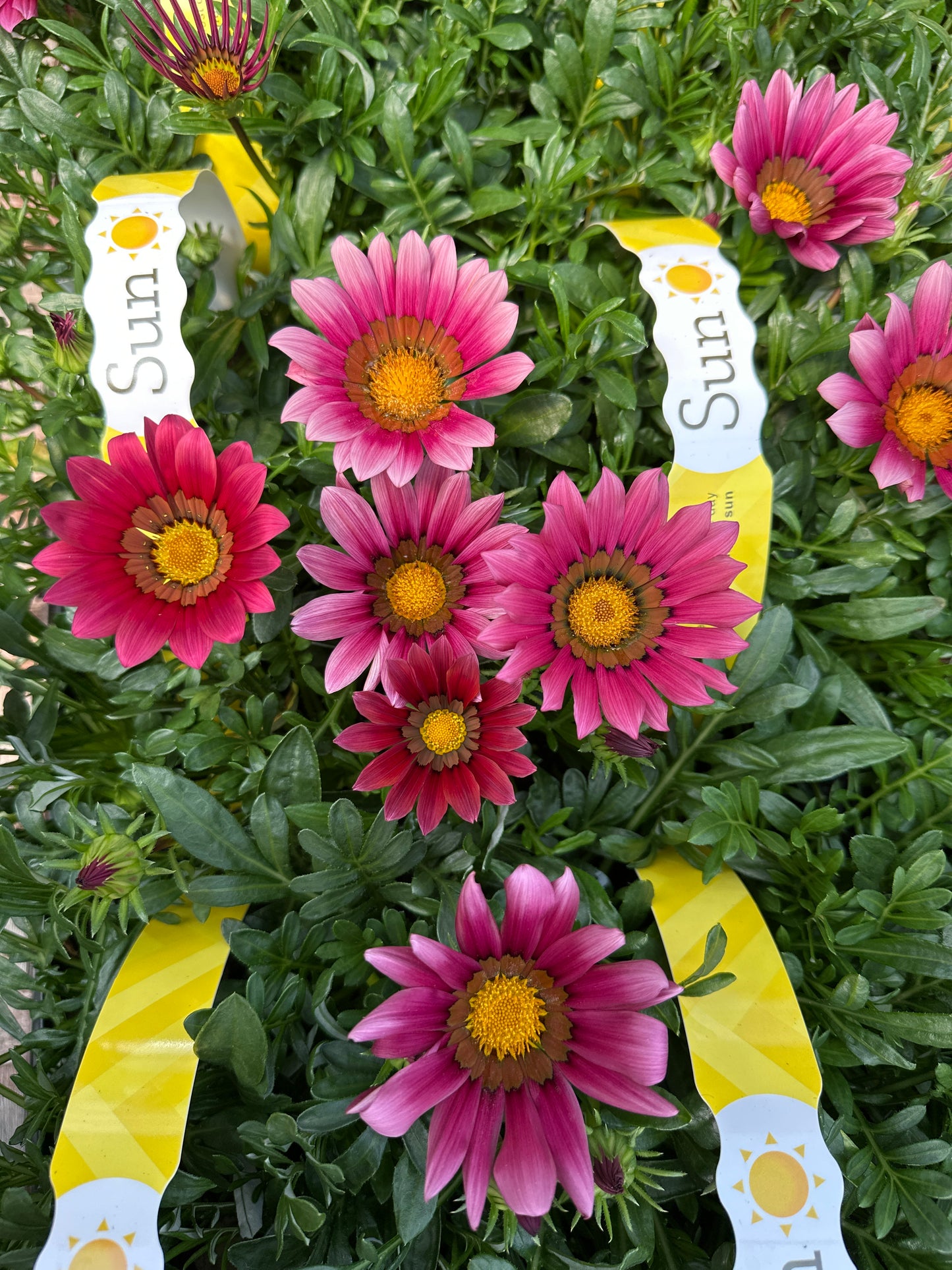 GAZANIA KISS ROSE - JUMBO 6 PACK
