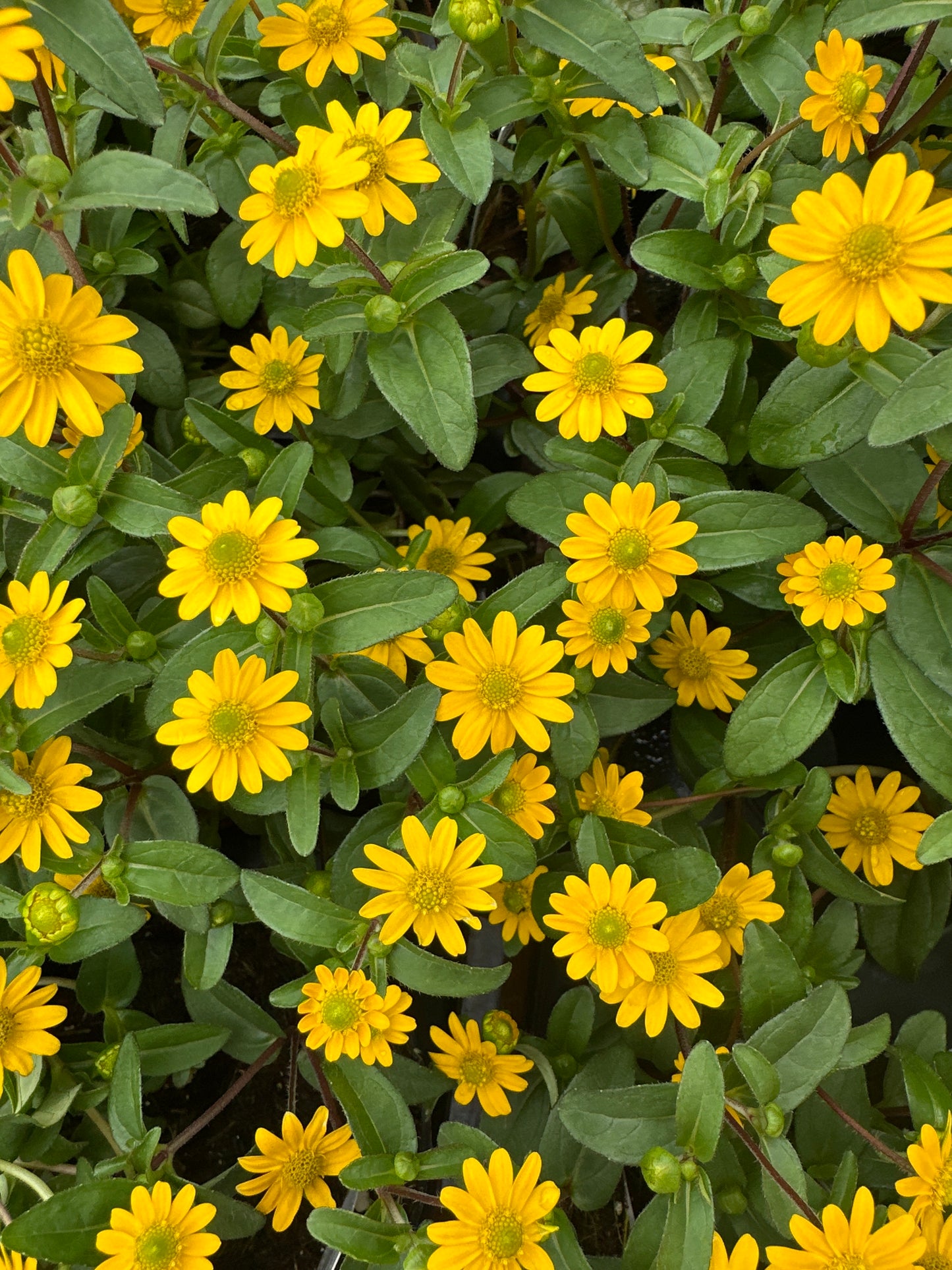 SANVITALIA TALYA BRIGHT - 4" POT