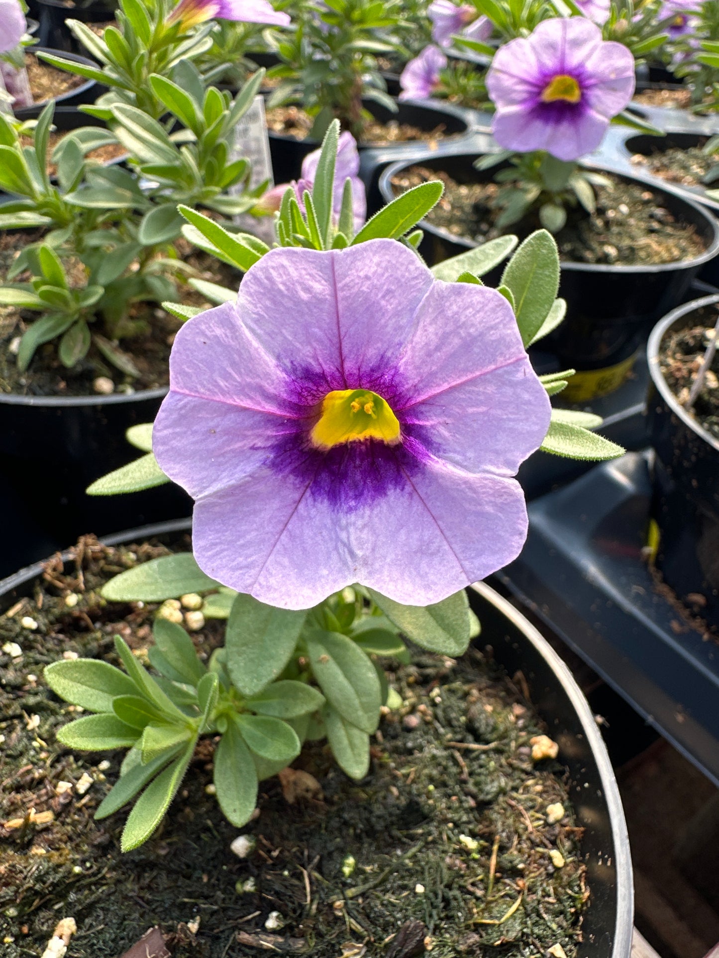 CALIBRACHOA EYECATCHER BLUE - 4'' POT