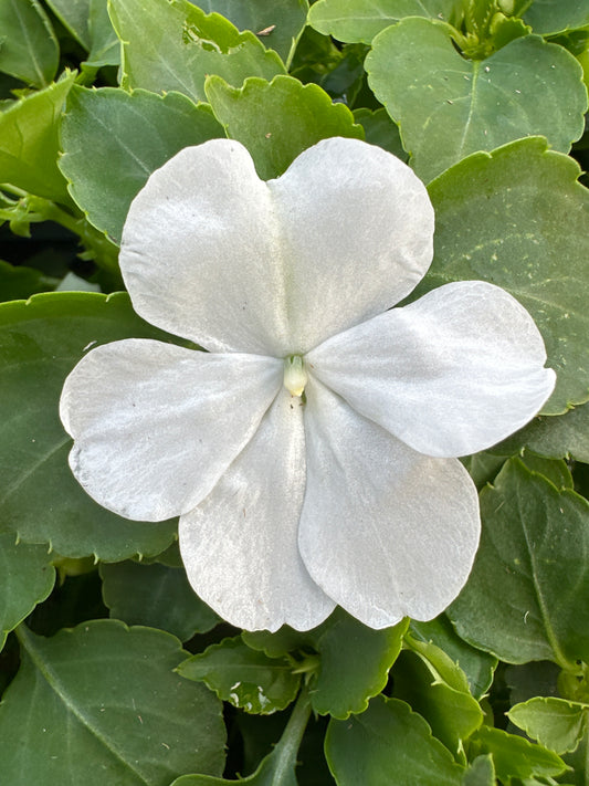 IMPATIENS BEACON WHITE - FLAT OF 32 PLANTS
