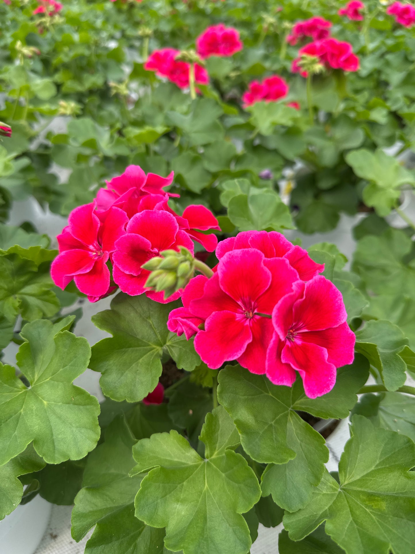 GERANIUM CALLIOPE CRIMSON FLAME - 6'' POT