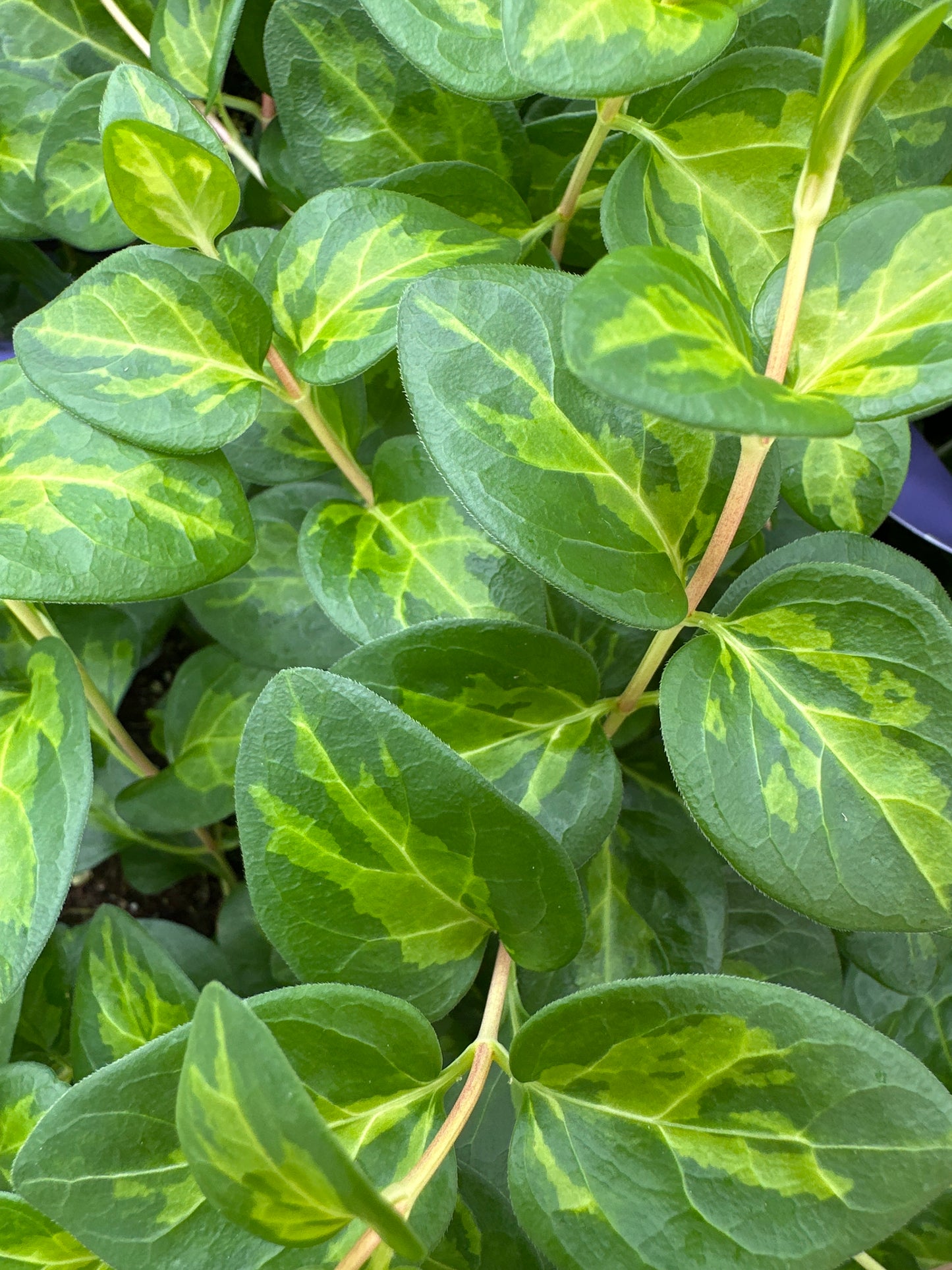 VINCA VINE MACULATA - 4'' POT