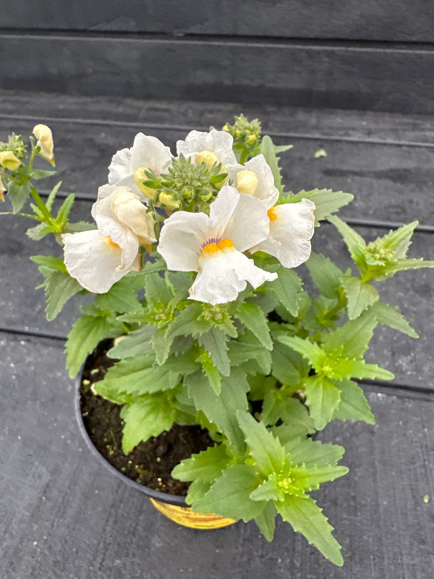 NEMESIA NESIA SNOW ANGEL - 4" POT