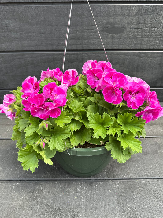 GERANIUM MARTHA WASHINGTON ELEGANCE LILAC SACHET - 10" HANGING BASKET