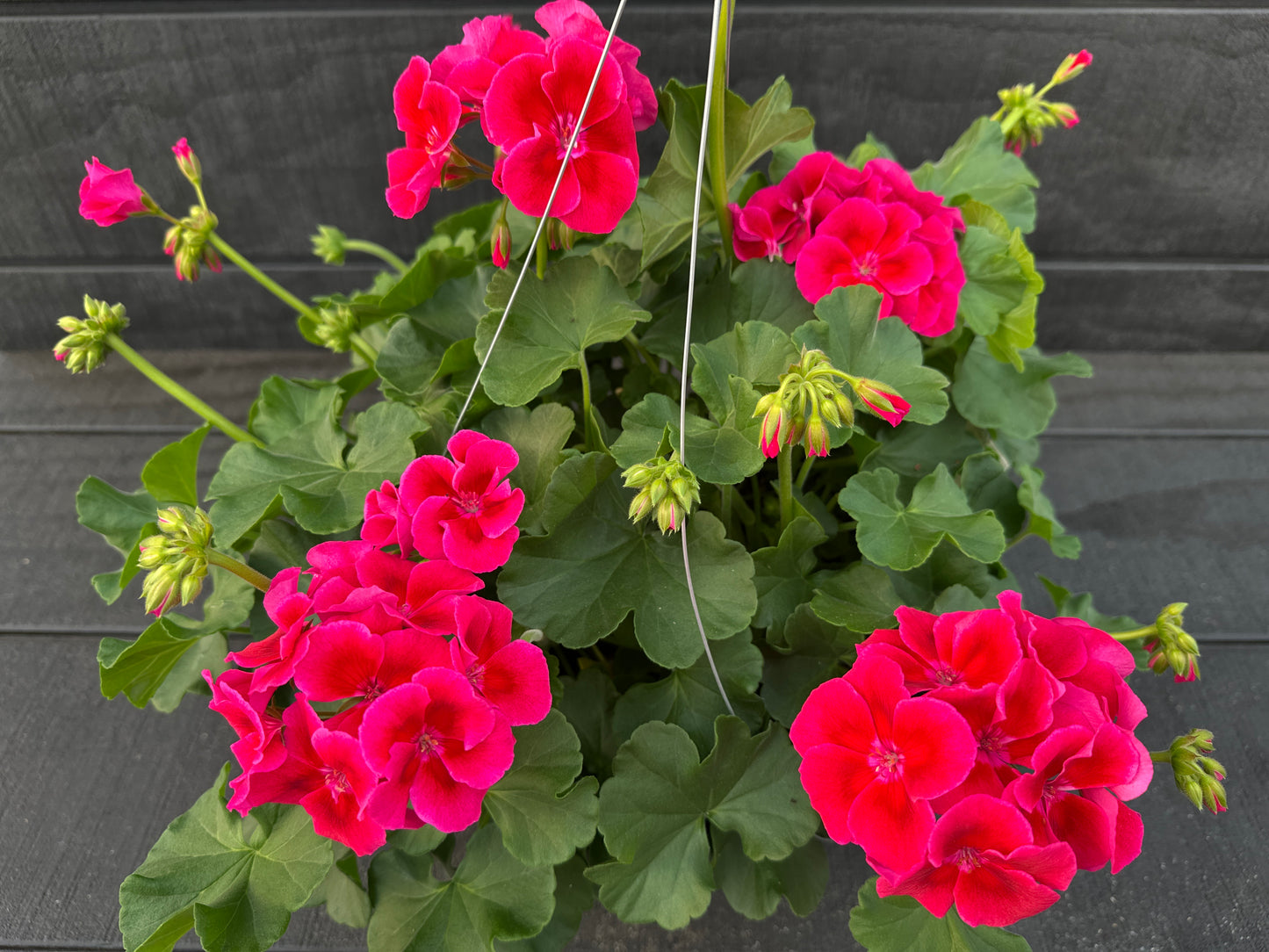 GERANIUM CALLIOPE CRIMSON FLAME - 10" HANGING BASKET