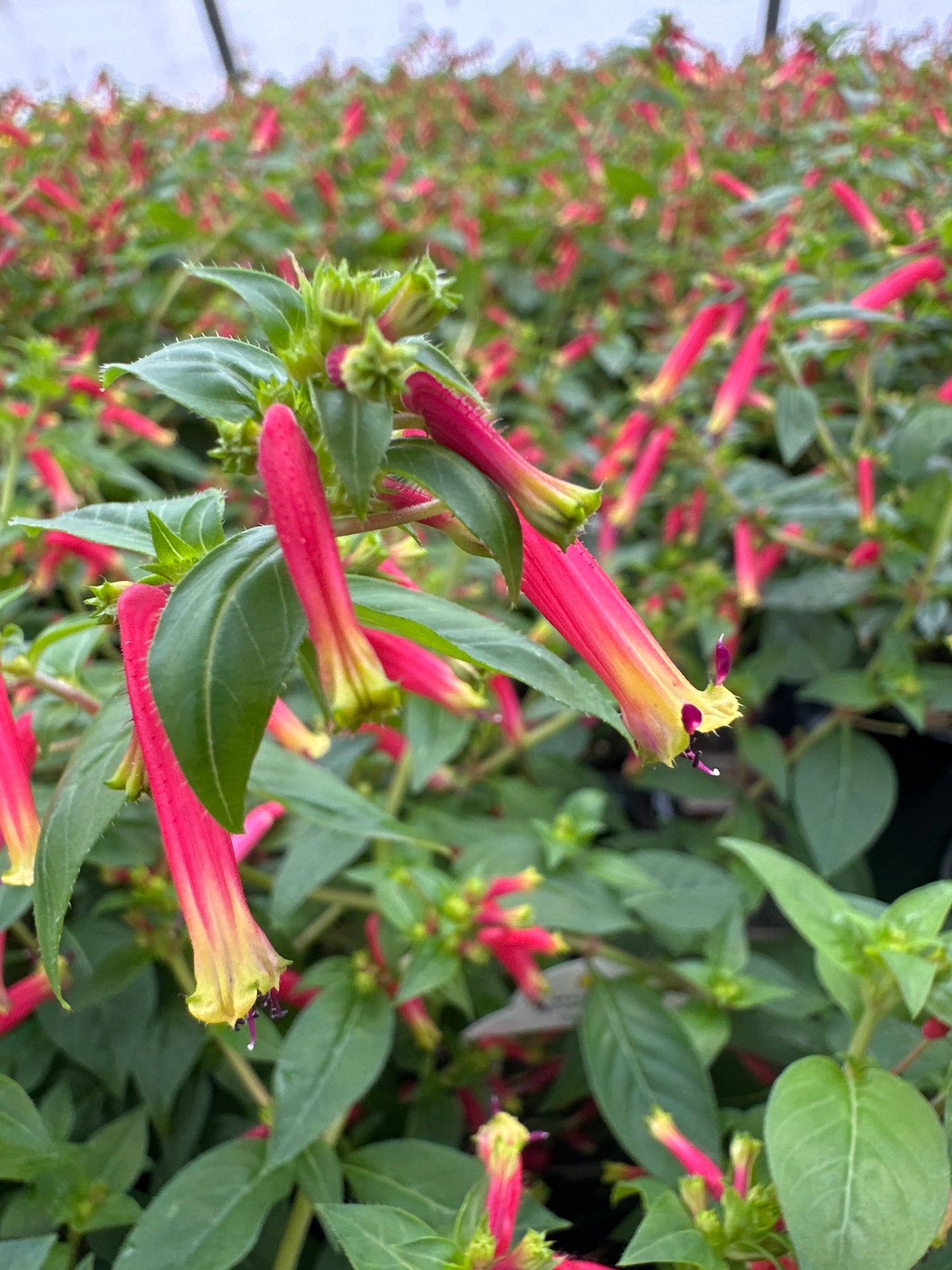 CUPHEA HONEYBELLS - 4" POT