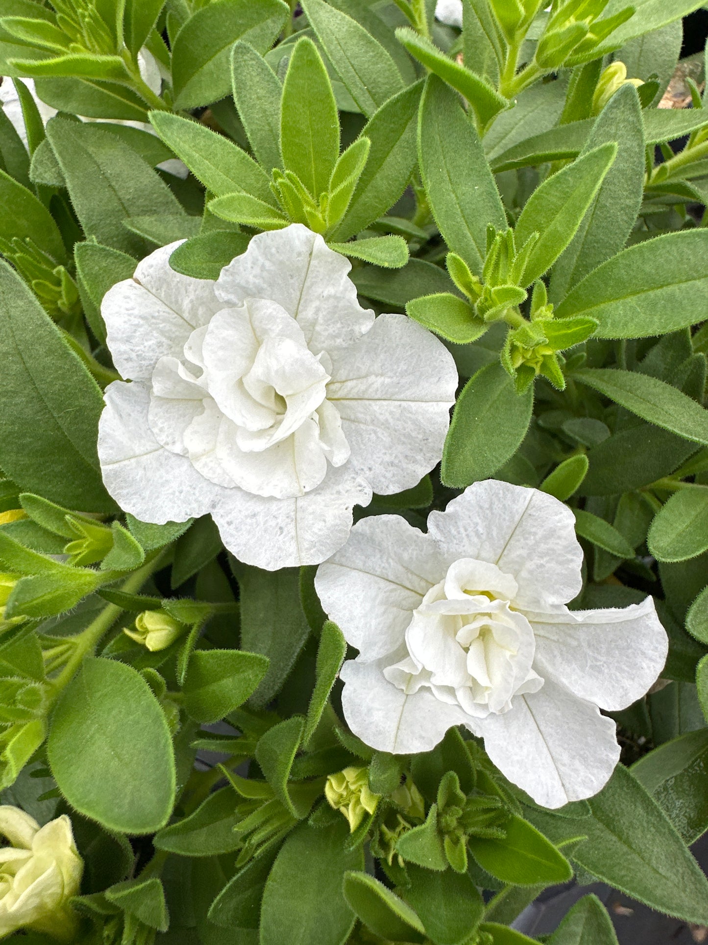 CALIBRACHOA MINIFAMOUS DOUBLE WHITE - 4" POT