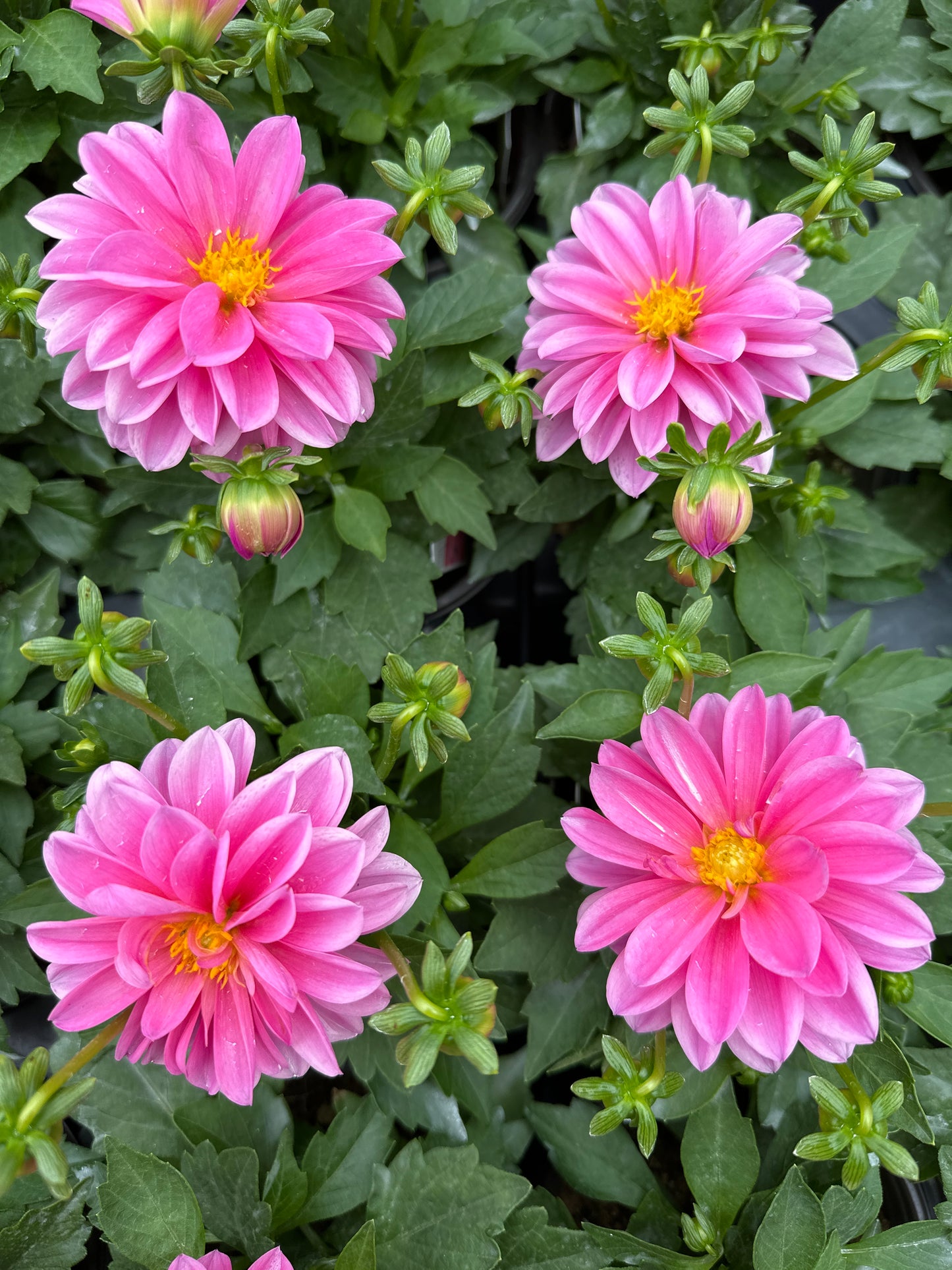DAHLIA DAHLINOVA LISA DARK PINK - QUART POT