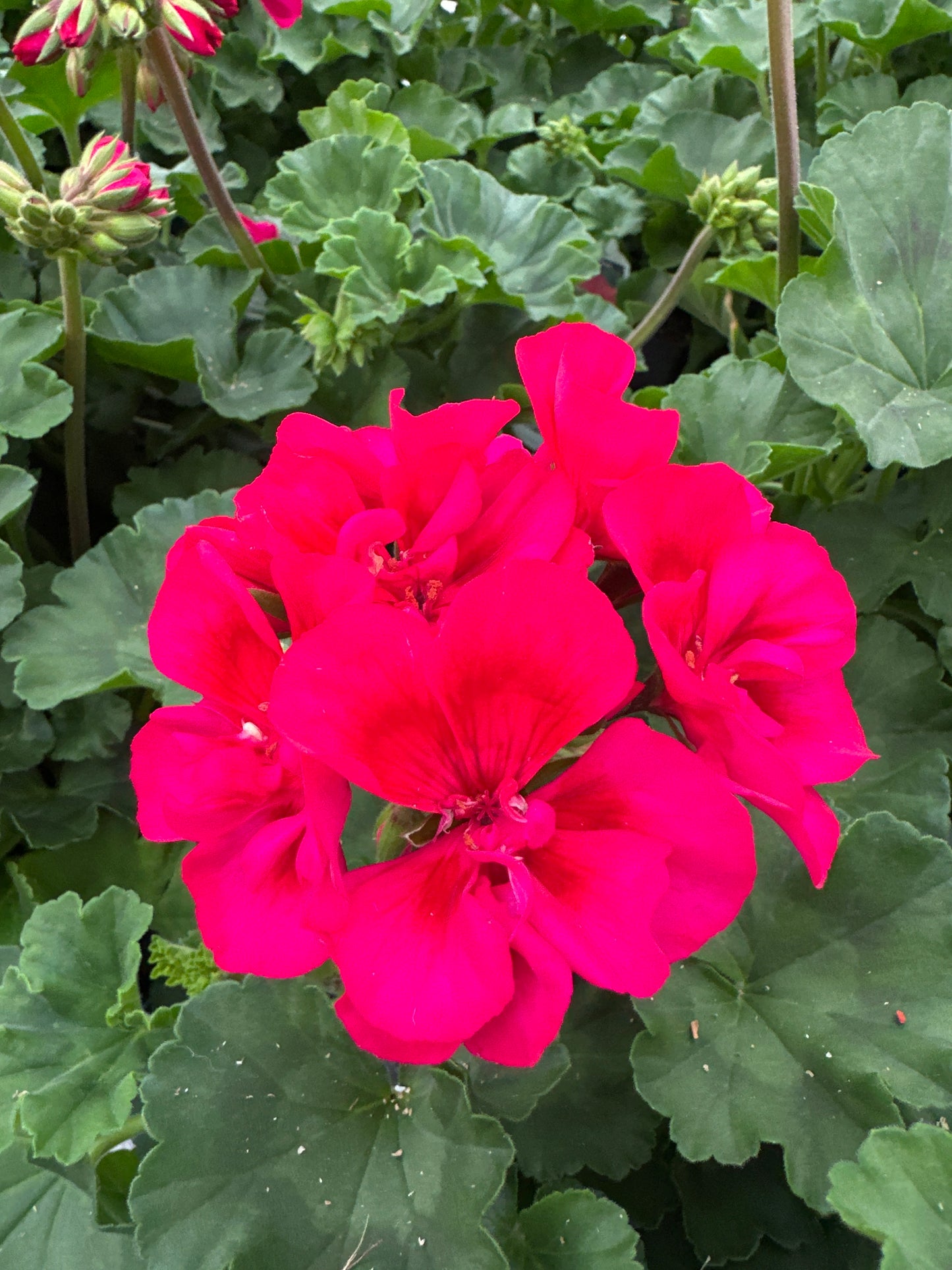 GERANIUM FANTASIA CRANBERRY SIZZLE - 4" POT