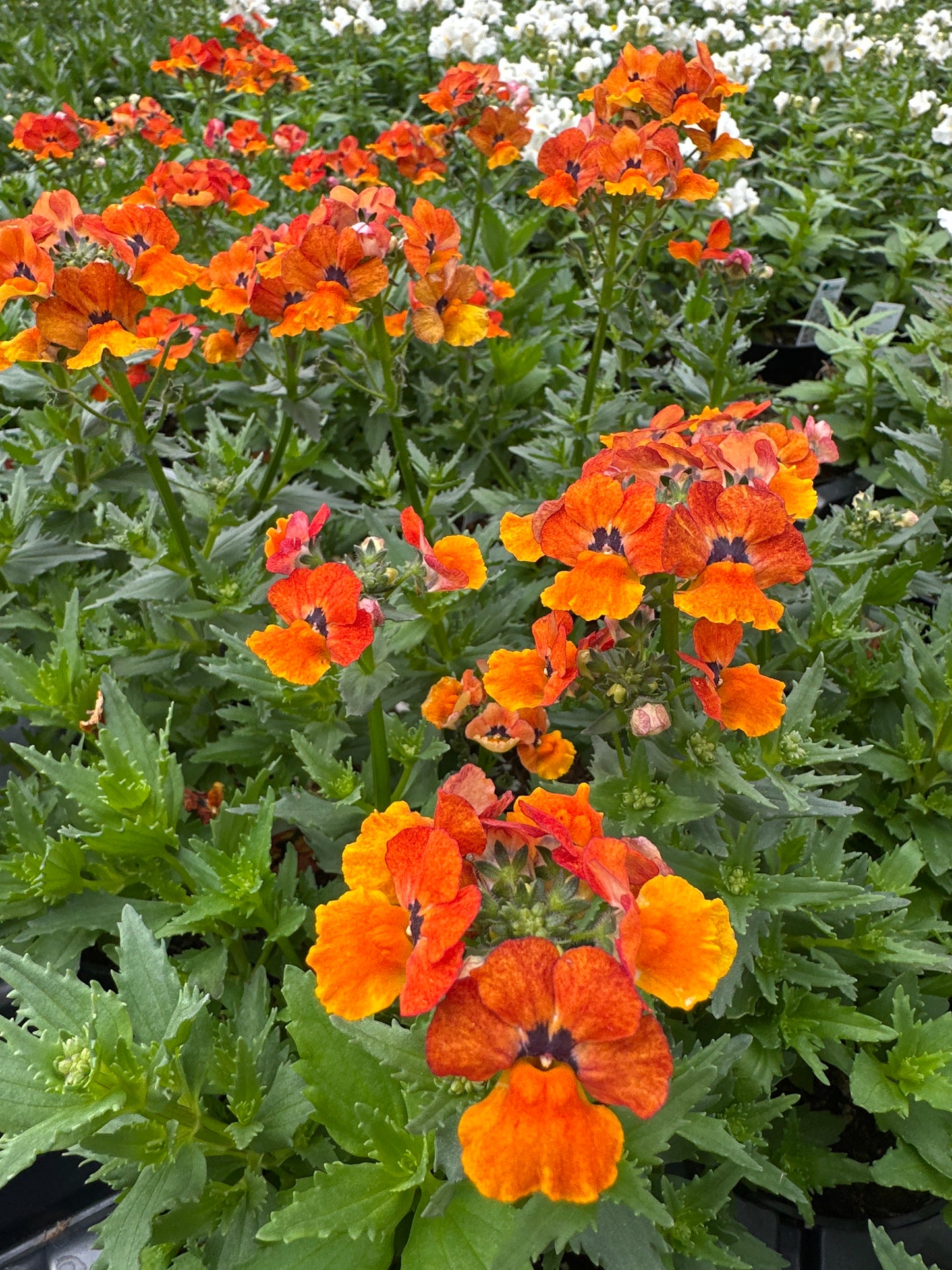 NEMESIA NESIA TANGERINE - 4" POT