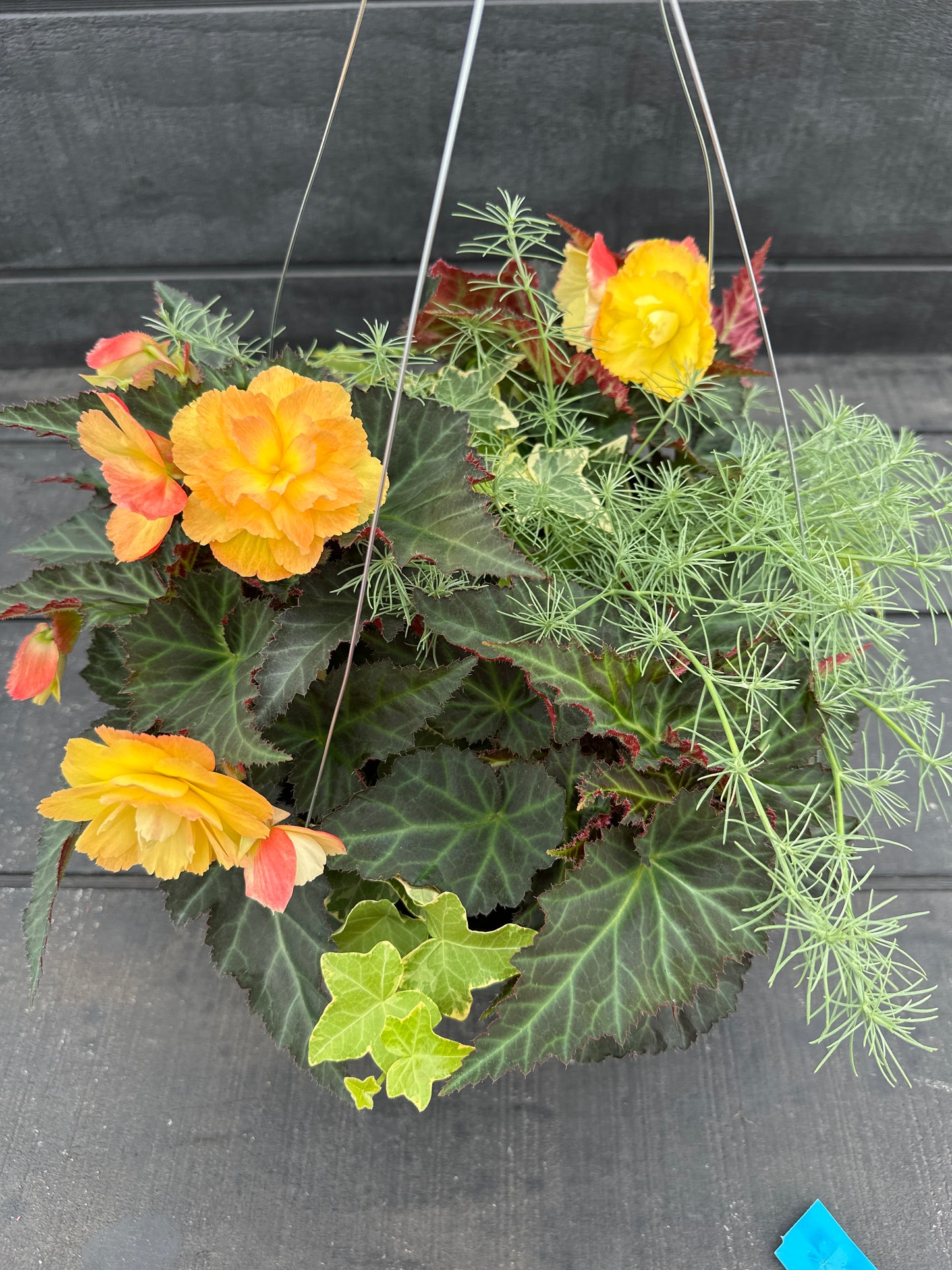 BASKET #6 - 12'' HANGING BASKET