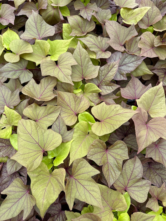 IPOMOEA SIDEKICK HEART BRONZE - 4" POT