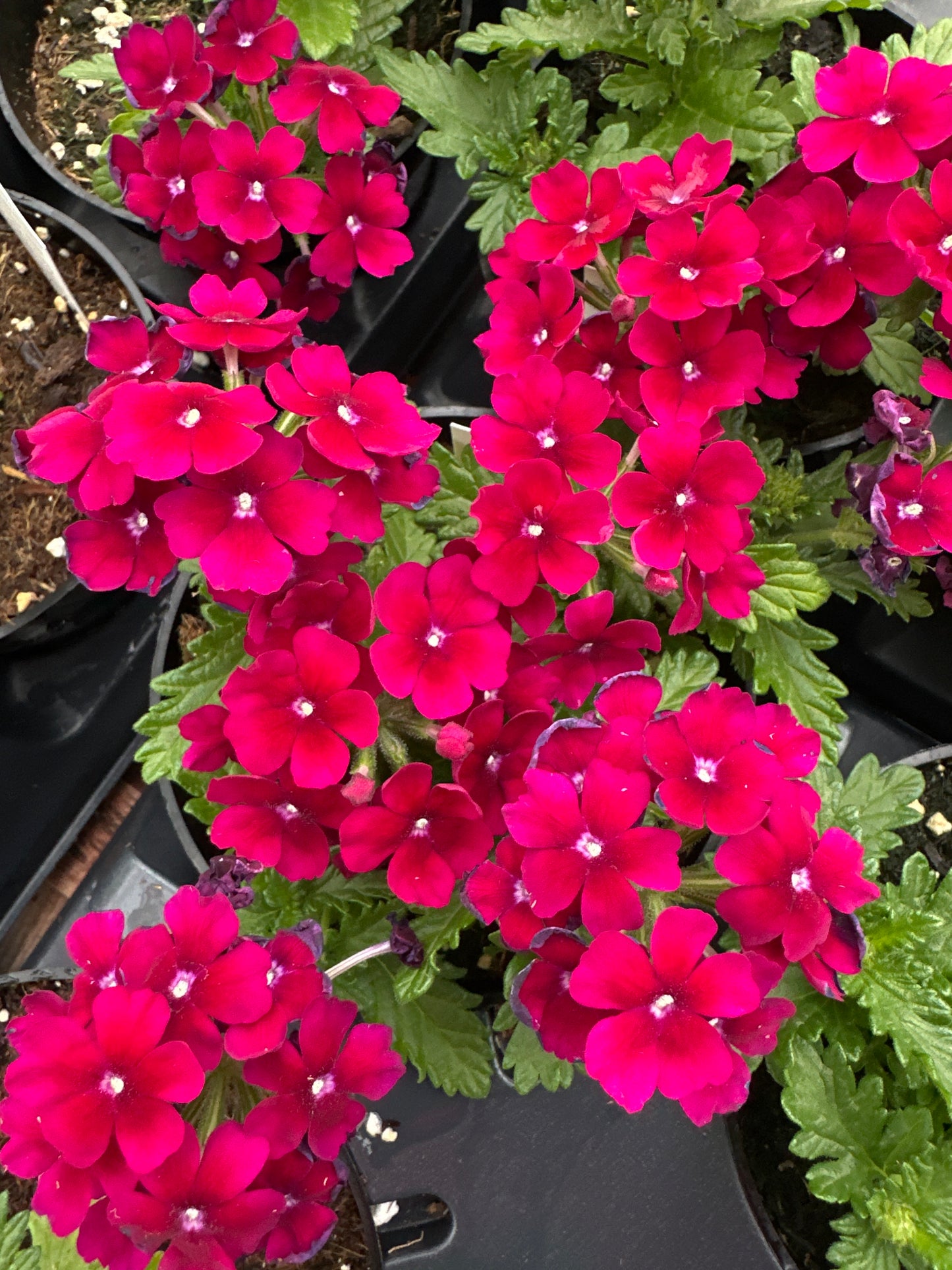 VERBENA EMPRESS FLAIR BURGUNDY - 4'' POT