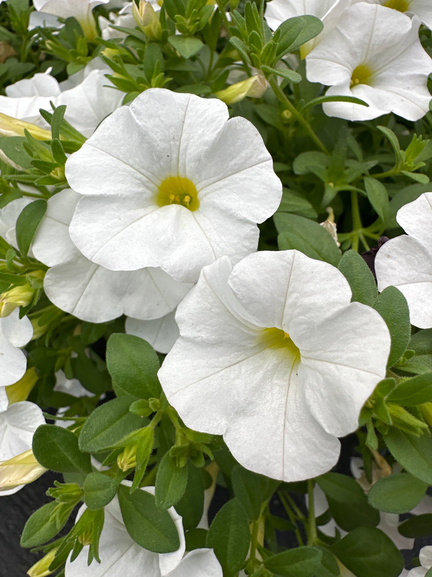 CALIBRACHOA CABARET WHITE - 10" HANGING BASKET