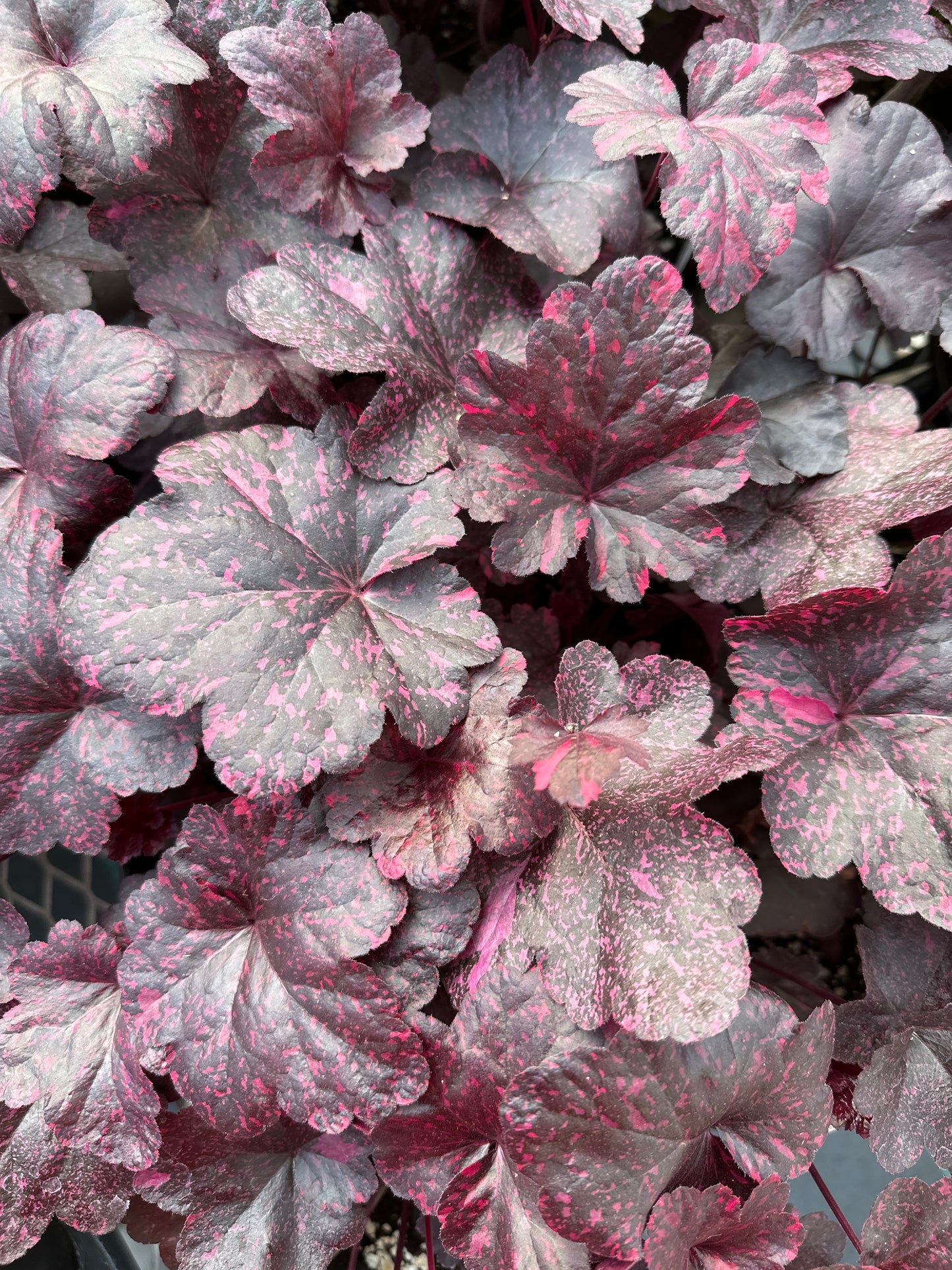Heuchera  'Midnight Rose'
