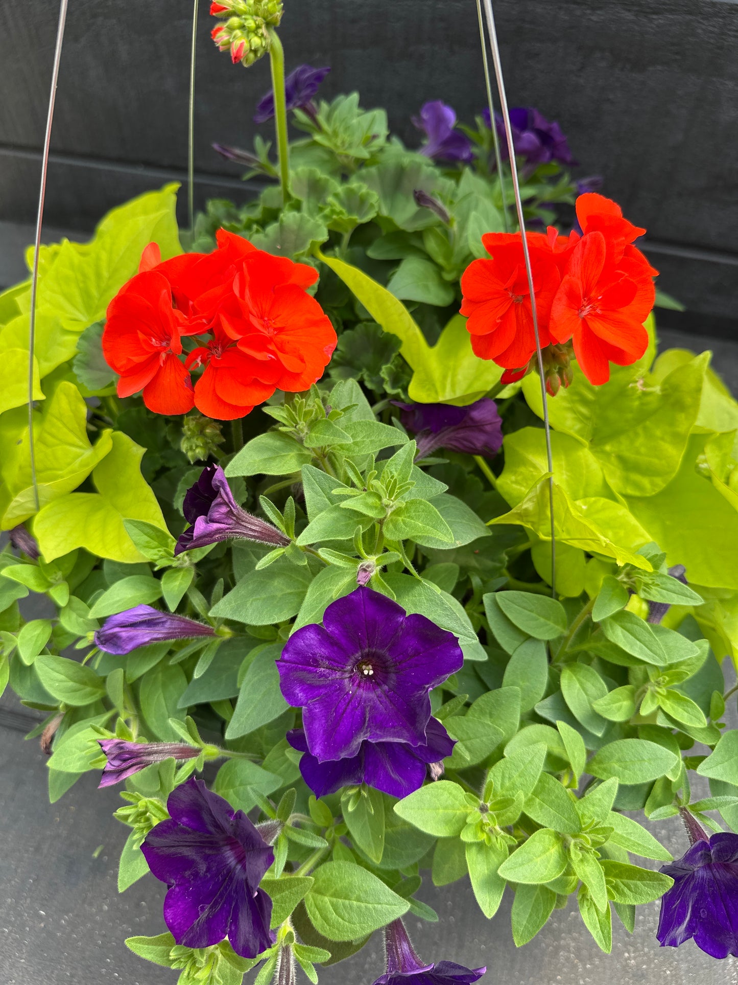 BASKET #92 - 12'' HANGING BASKET
