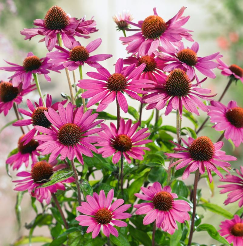 Echinacea purpurea 'Magnus'